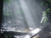 Manistee National Forest