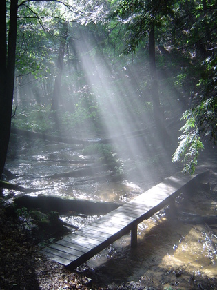Manistee National Forest