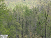 Great Smoky Mountains National Park