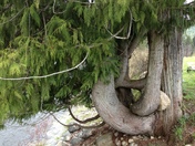 Clearwater National Forest
