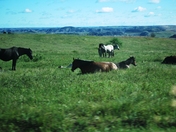 Theodore Roosevelt National Park