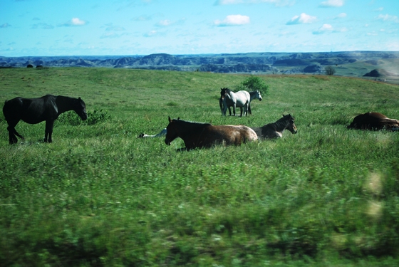 Theodore Roosevelt National Park