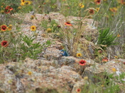 Wichita Mountains Wildlife Refuge