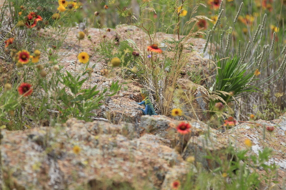 Wichita Mountains Wildlife Refuge