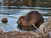 Wichita Mountains Wildlife Refuge