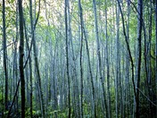 Redwood National Park