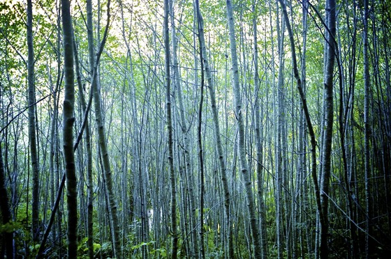 Redwood National Park