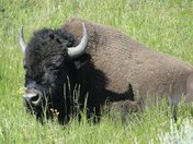 Yellowstone
