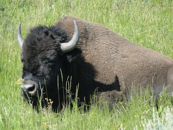 Yellowstone