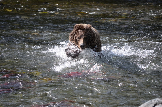 Russian River/ Chugach National Forest