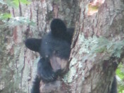 Shenandoah National Park