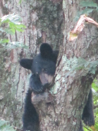 Shenandoah National Park