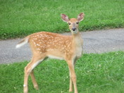 Shenandoah National Park