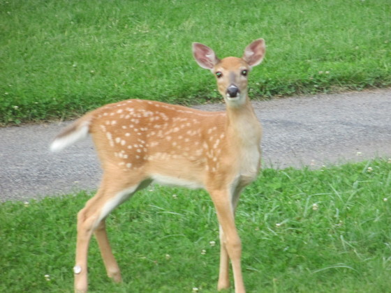 Shenandoah National Park