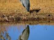 Bosque Del Apache