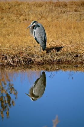 Bosque Del Apache