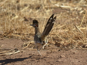 Bosque Del Apache