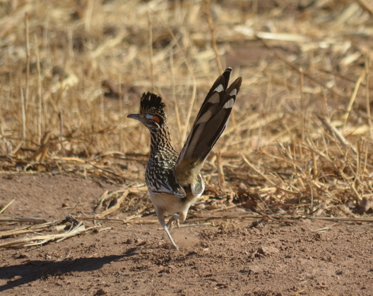 Bosque Del Apache