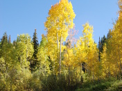 Grand Mesa National Forest