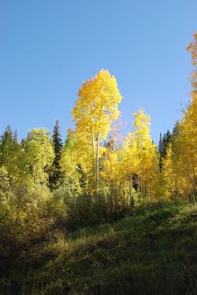 Grand Mesa National Forest