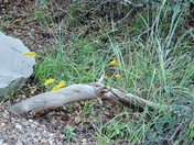 Coconino National Forest