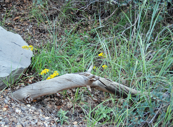 Coconino National Forest