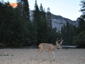 Yosemite / housekeeping Camp