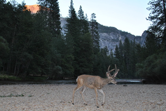 Yosemite / housekeeping Camp