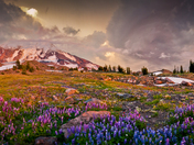 Gifford Pinchot National Forest