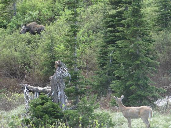 Glacier National Park