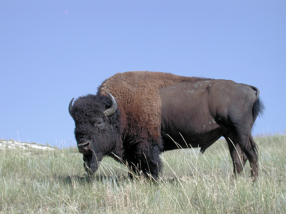 Theodore Roosevelt National Park