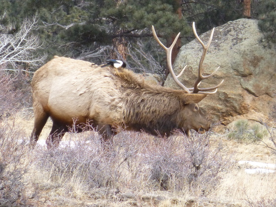Rocky Mountain National Park
