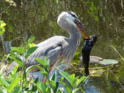 Everglades National Park / Shark Valley