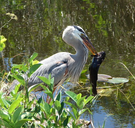 Everglades National Park / Shark Valley