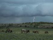 Pryor Mountains Wild Horse Range 