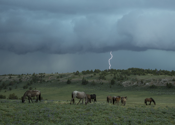 Pryor Mountains Wild Horse Range 