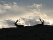 ROCKY MOUNTAIN NATIONAL PARK