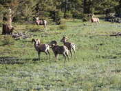 Elkhorns Management Area