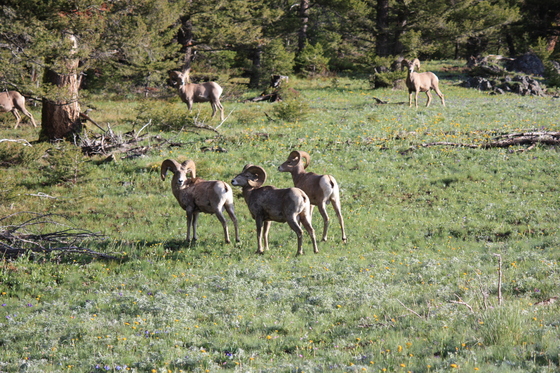 Elkhorns Management Area
