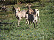 Elkhorns Management Area