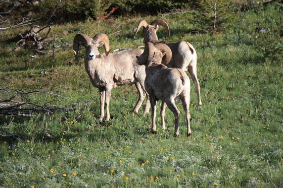 Elkhorns Management Area