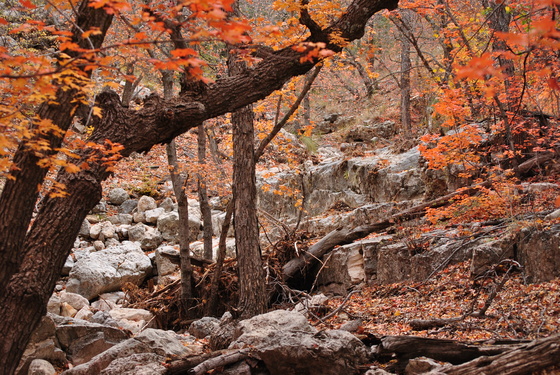 DOG CANYON GUADALUPE MOUNTAINS
