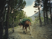 Humboldt-Toiyabe National Forest