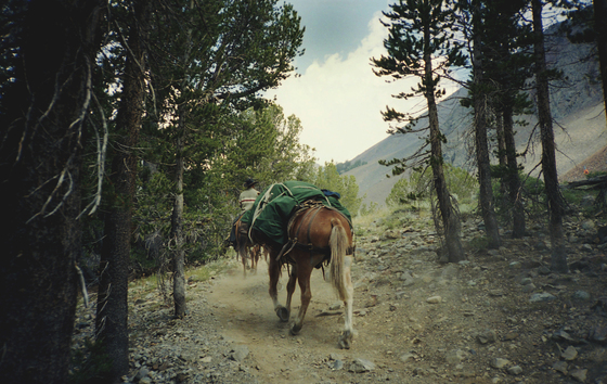 Humboldt-Toiyabe National Forest