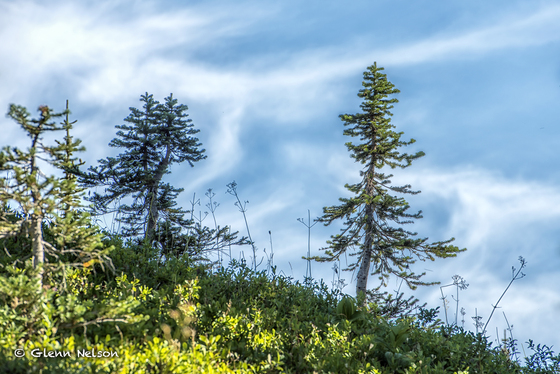 Mount Rainier National Park