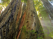 Redwood National Park