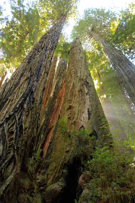 Redwood National Park