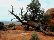 Arches National Park
