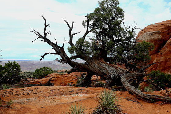 Arches National Park