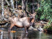 Great Smoky Mtns National Park
